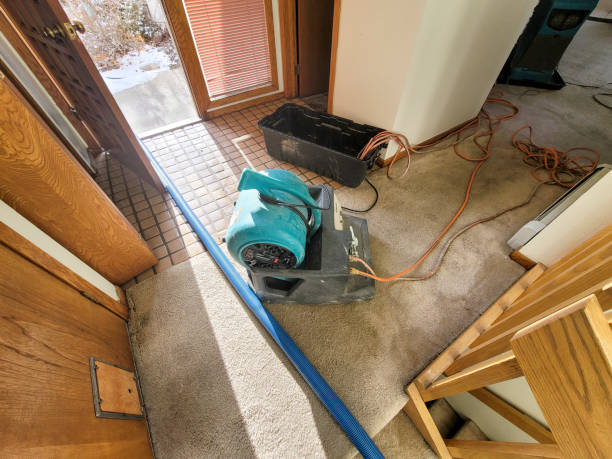 Best Basement water damage restoration  in Stewartville, AL